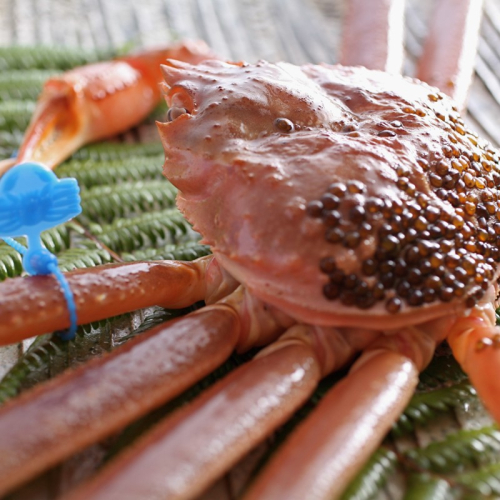 松葉ガニ漁解禁　特別セール　限定１００匹　【厳選！！タグ付きブランド】活松葉かに　鮮度抜群、活きたままお届け！！　500g級×1杯